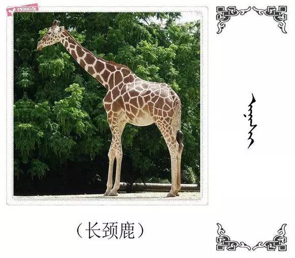 ᠬᠥᠬᠦᠲᠡᠨ ᠠᠮᠢᠲᠠᠳ ᠦ᠋ᠨ ᠮᠣᠩᠭᠣᠯ ᠨᠡᠷᠡᠢᠳᠦᠯ哺乳动物的蒙古语名称