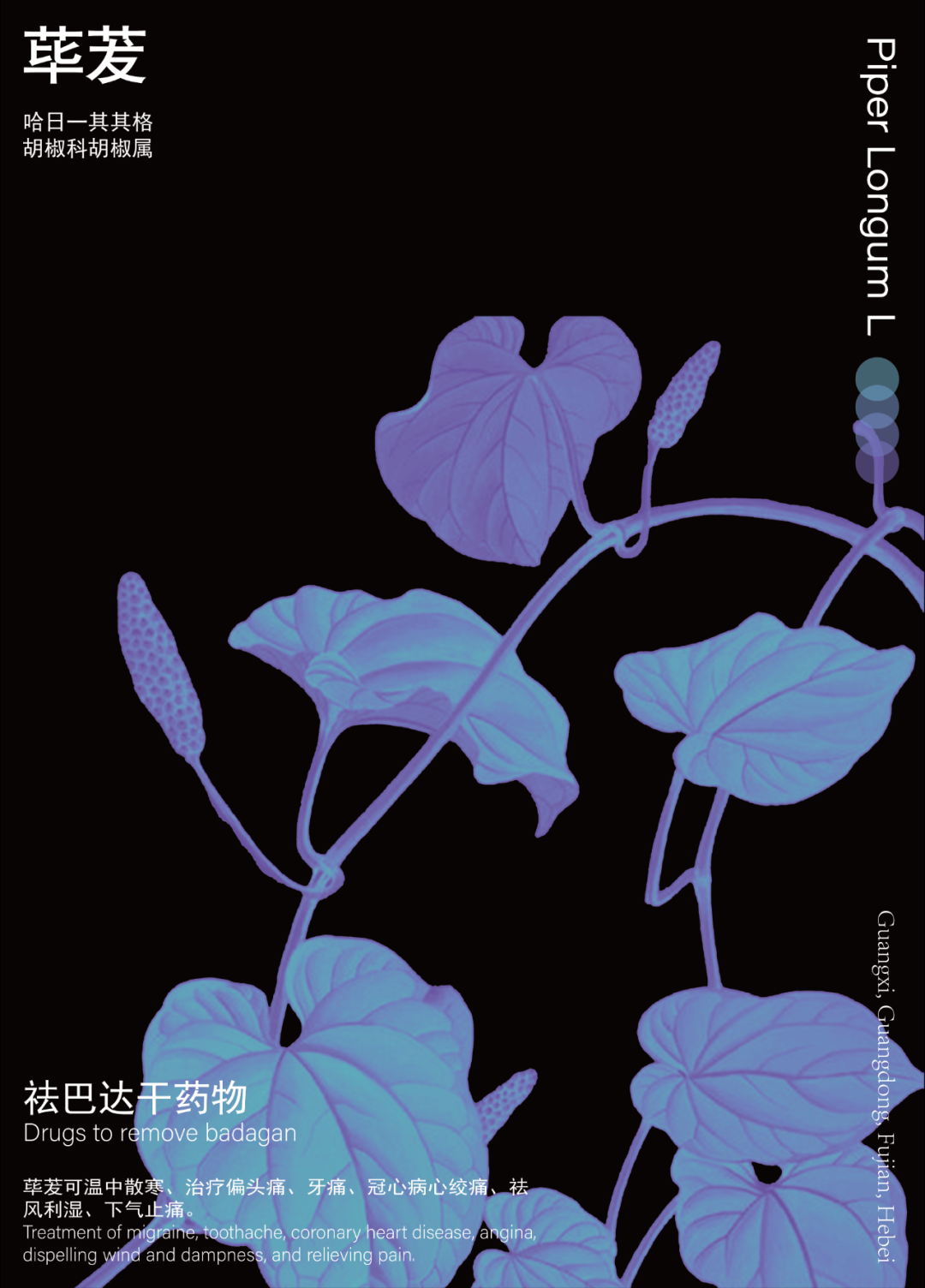 荜苃_画板 1.png