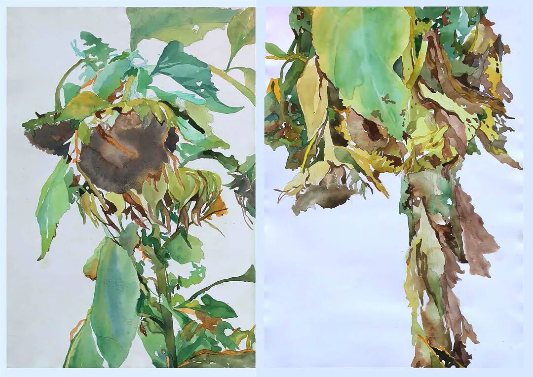 苏万循《风之葵》76×105cm纸本水彩.jpg